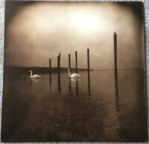 Conference Of The Birds