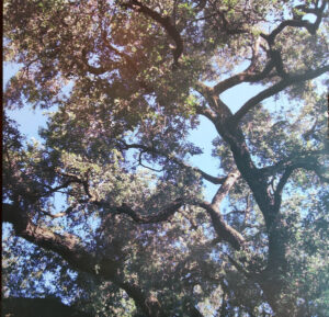 Trees