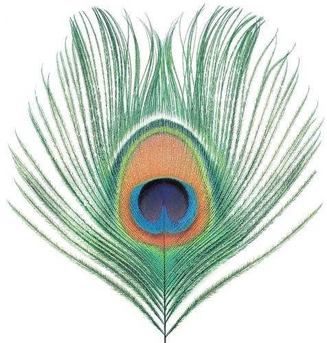 Apple Venus Volume 1