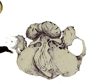 The Ape Of Naples